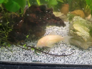 Fish tank update cleaned my filters yesterday and did small water part 2