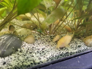 Fish tank update cleaned my filters yesterday and did small water