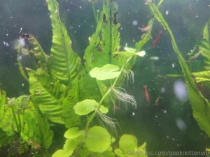 Fish tank update cleaned my filters yesterday and did small water part 3