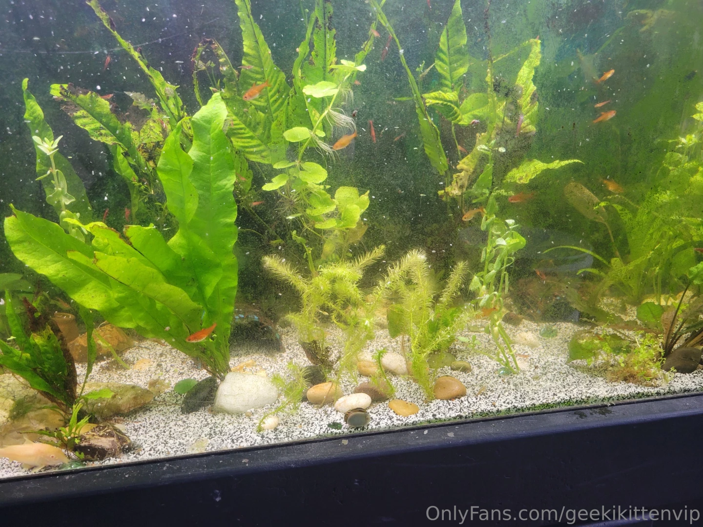 Fish tank update cleaned my filters yesterday and did small water part 5 