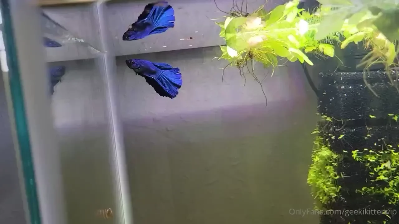 Please welcome my new blue betta azule to my 10 gallon tank part 5 