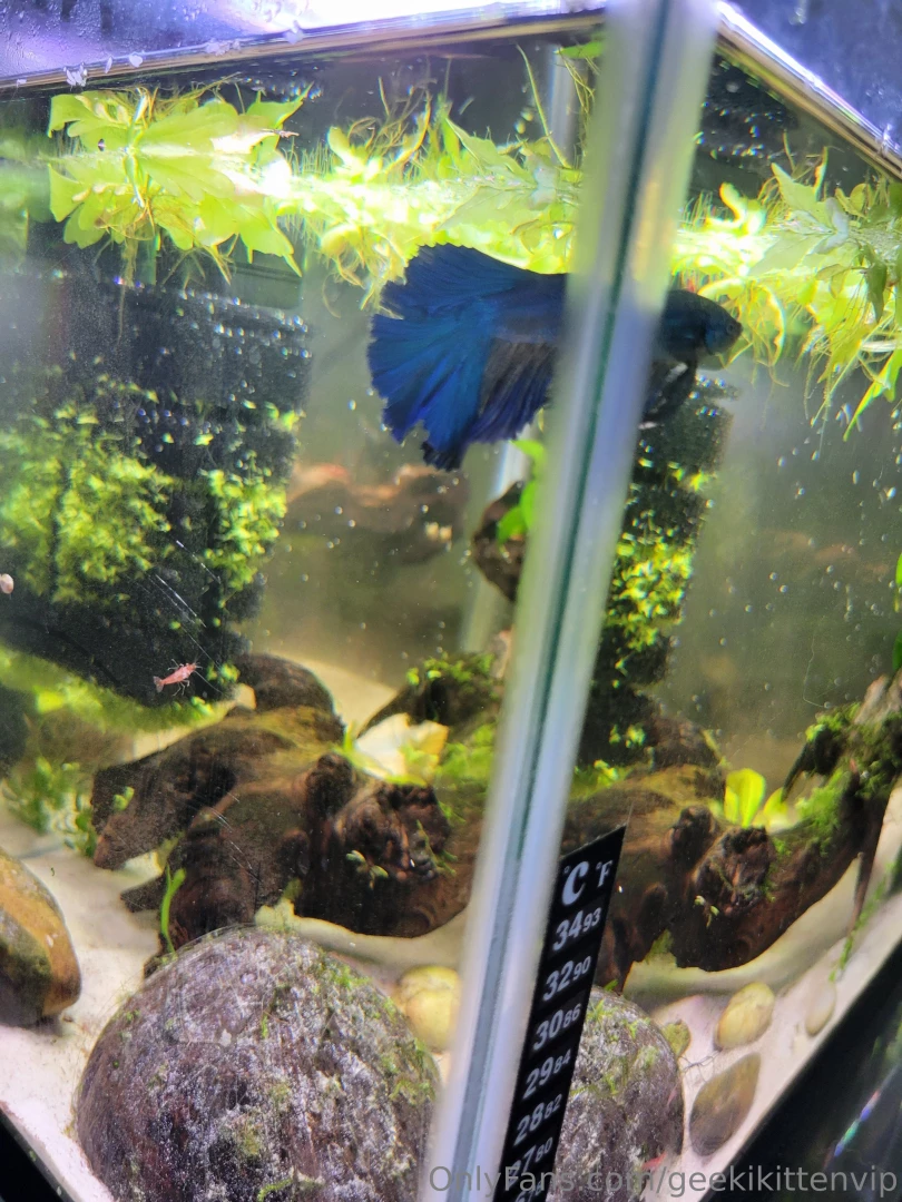 Please welcome my new blue betta azule to my 10 gallon tank part 2 