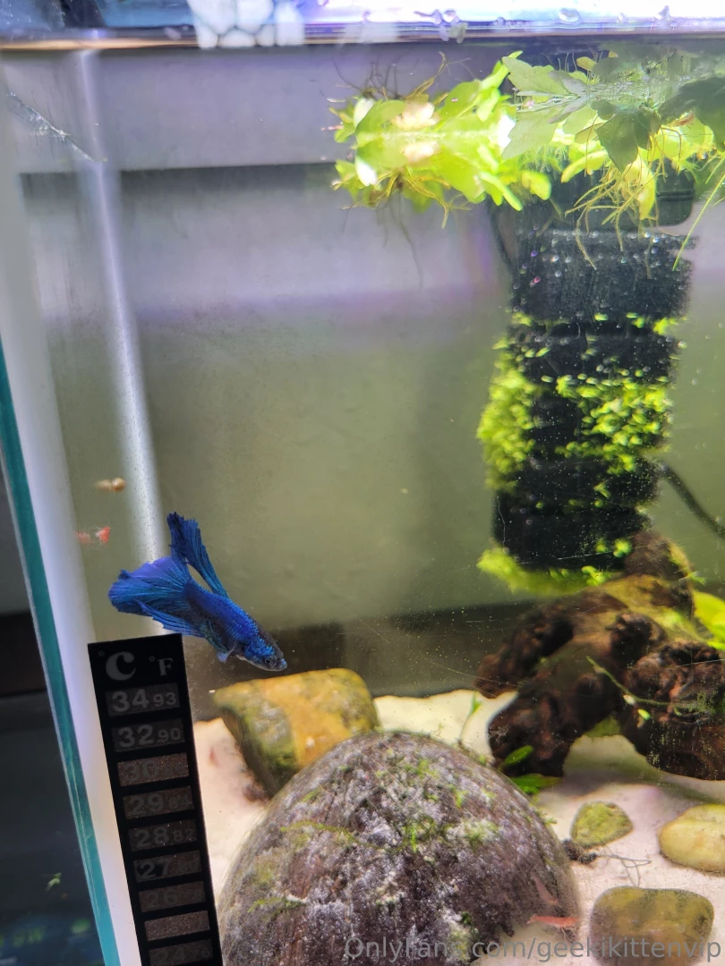 Geekikittenvip part 3 