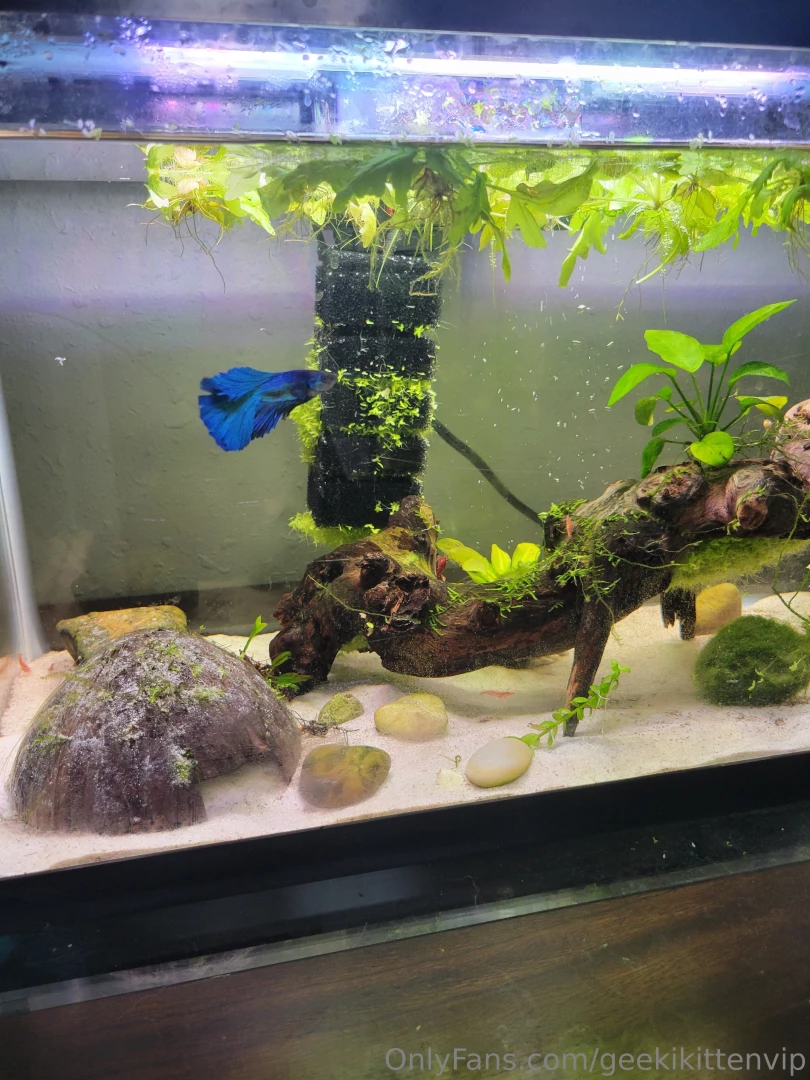 Please welcome my new blue betta azule to my 10 gallon tank part 4 