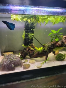 Please welcome my new blue betta azule to my 10 gallon tank