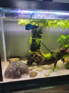 Please welcome my new blue betta azule to my 10 gallon tank part 1