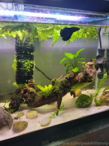 Please welcome my new blue betta azule to my 10 gallon tank part 3