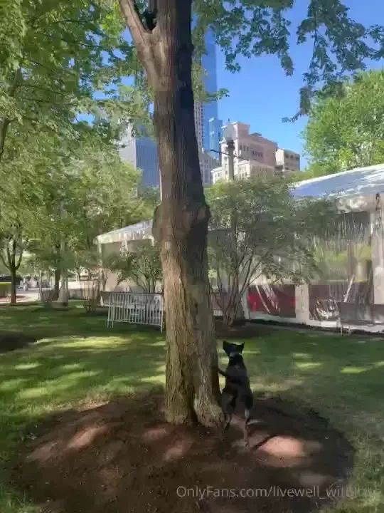 Finding time to do my lunges while azaiyah gets taunted by a squirrel part 1 