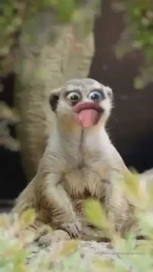 Another clip i found of me being silly would you kiss me