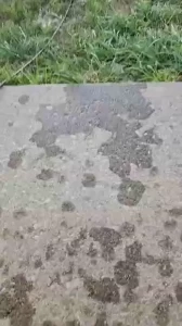 I left a mess outside playing with my pussy