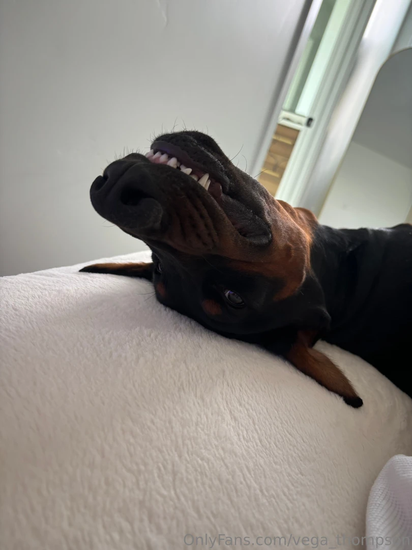 Me and my pup got ice cream on our walk today he licked half of mine 