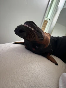 Me and my pup got ice cream on our walk today he licked half of mine