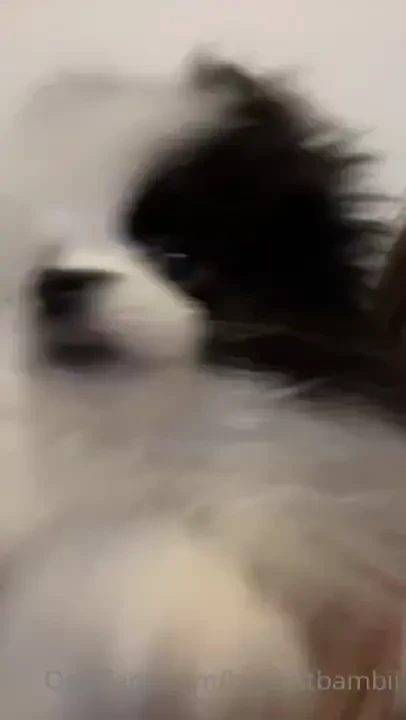 I got a pupppppyyyyy she s a teacup pom from russia so idk if she 