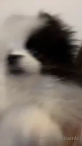 I got a pupppppyyyyy she s a teacup pom from russia so idk if she