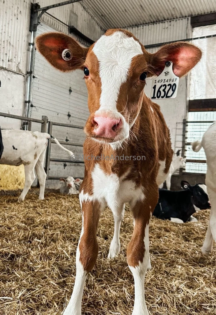 Hey babes i saw these 2 cuties and fell in love with them i m 