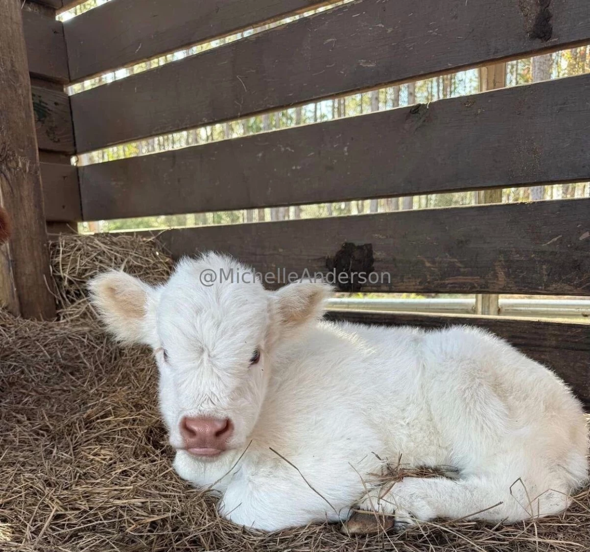 Hey babes i saw these 2 cuties and fell in love with them i m part 1 