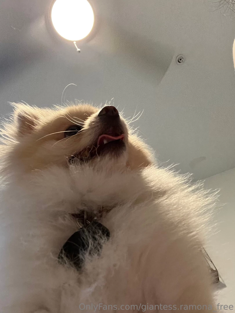 Pov you re tiny and my dog finds you snooping around does he bark to 