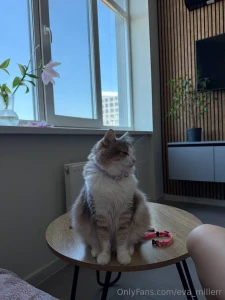 I bought two new collars for manyunya and she seems to like them a lot