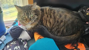 Planning some fun halloween shenanigans today of course my lil goblin part 2