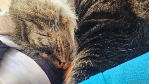 Planning some fun halloween shenanigans today of course my lil goblin part 4