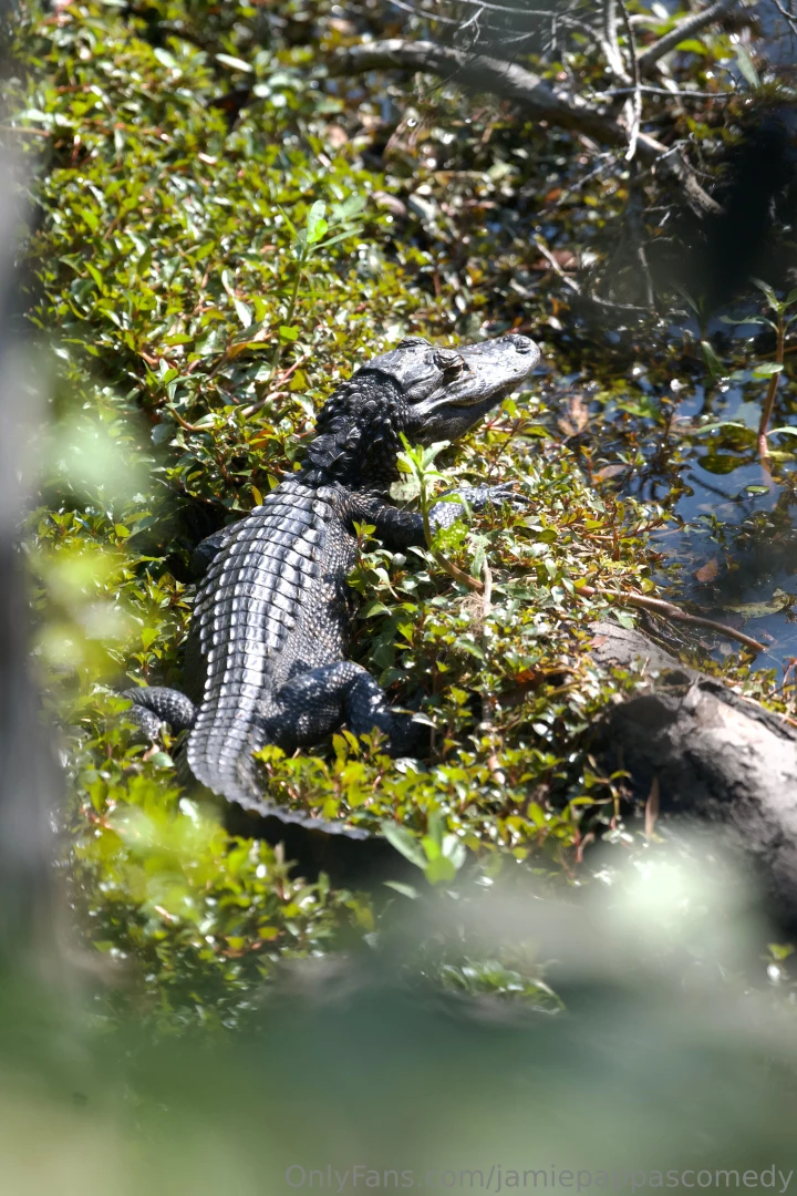 Life recently as always posting way more frequently on gobirdsbabe part 1 