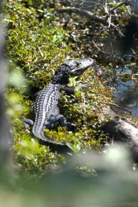 Life recently as always posting way more frequently on gobirdsbabe part 1