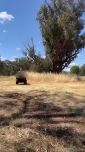 Riding melonfarmerswife or riding with her either way we get to see