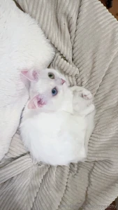 My snowy yuki with her gorgeous blue-green eyes is pure charm she s my