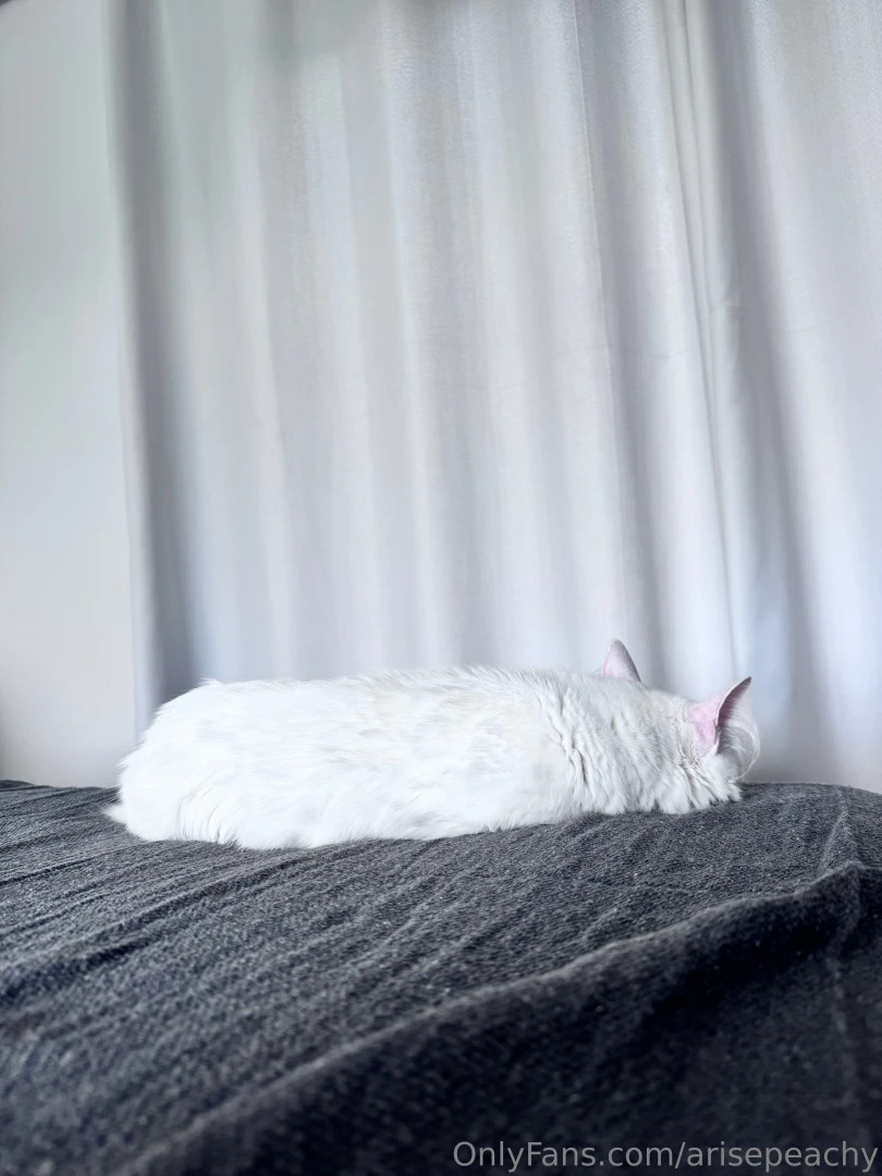 Yuki my babygirl is just meowing and sleeping all day long 