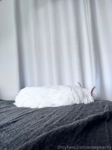 Yuki my babygirl is just meowing and sleeping all day long