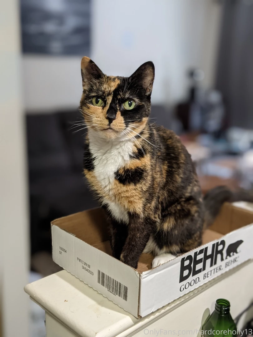 Pussy in a box 