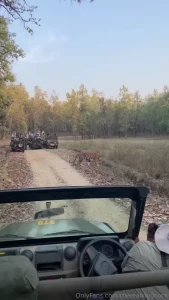 A royal gleam upon my face and a tale to match this mighty tiger