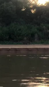 A king among kings observing the jaguar in its domain brazil s beauty