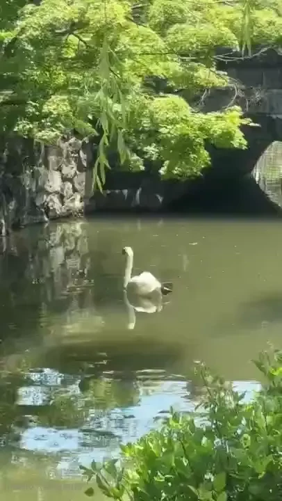 I even saw the cute swan how precious 