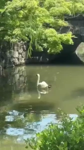 I even saw the cute swan how precious