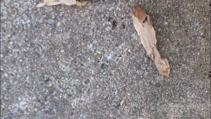 Giantess stepmommy shrinks her stepson and makes him ride in her part 1