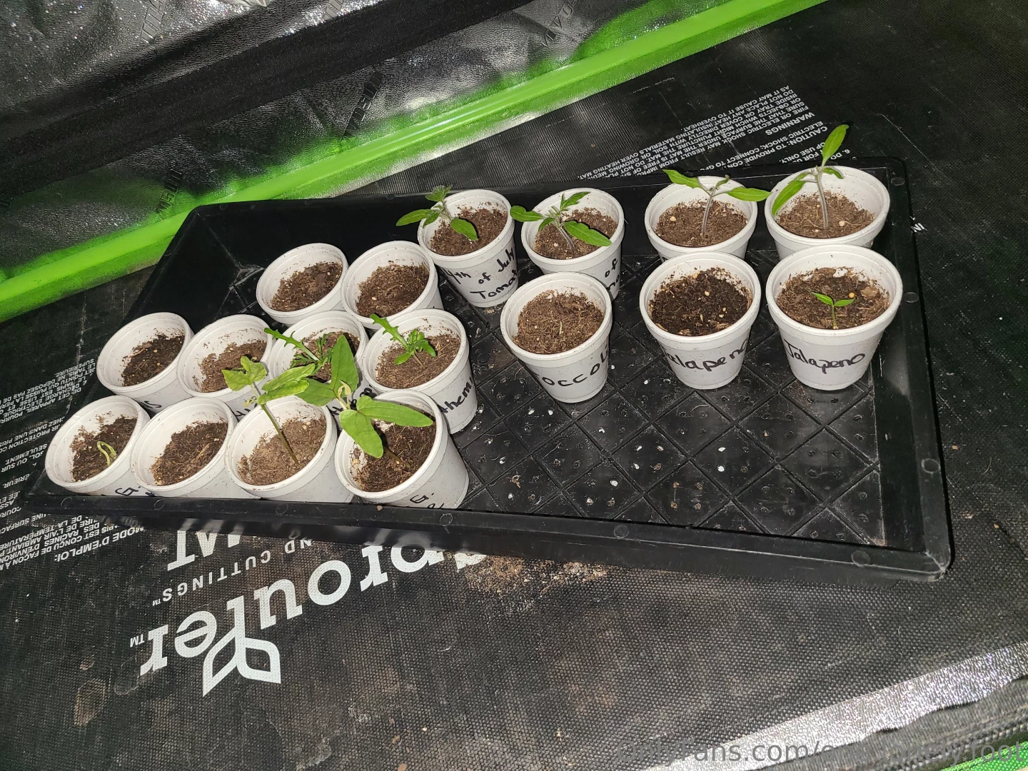 Randoms from the week part 19 