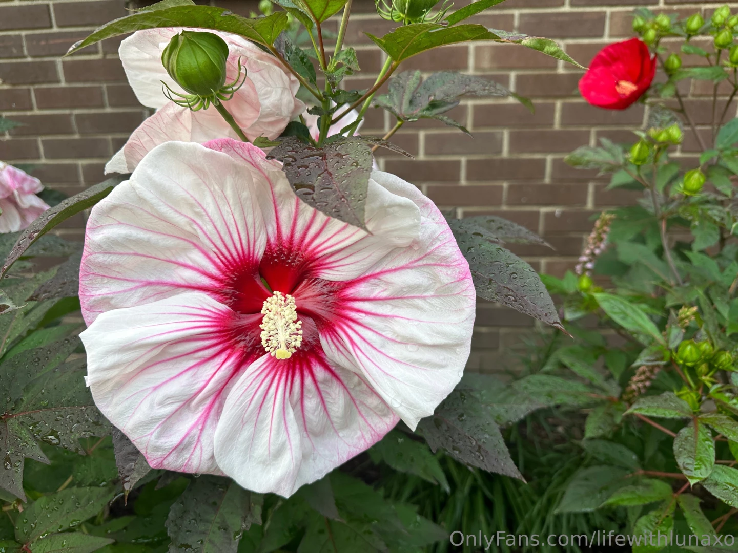 Life with luna my mornings go a little like this happy wednesday side part 2 