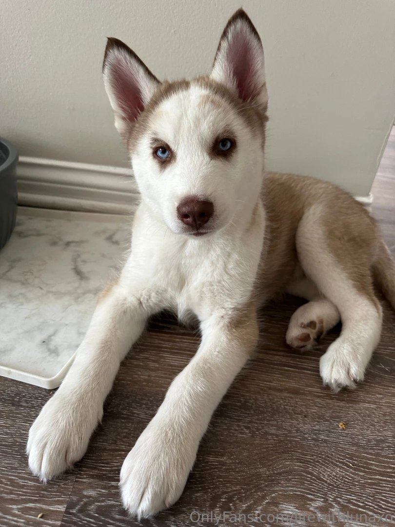 Being a dog mom is hard welcome to the family pika part 1 