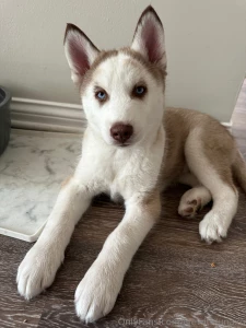 Being a dog mom is hard welcome to the family pika part 1