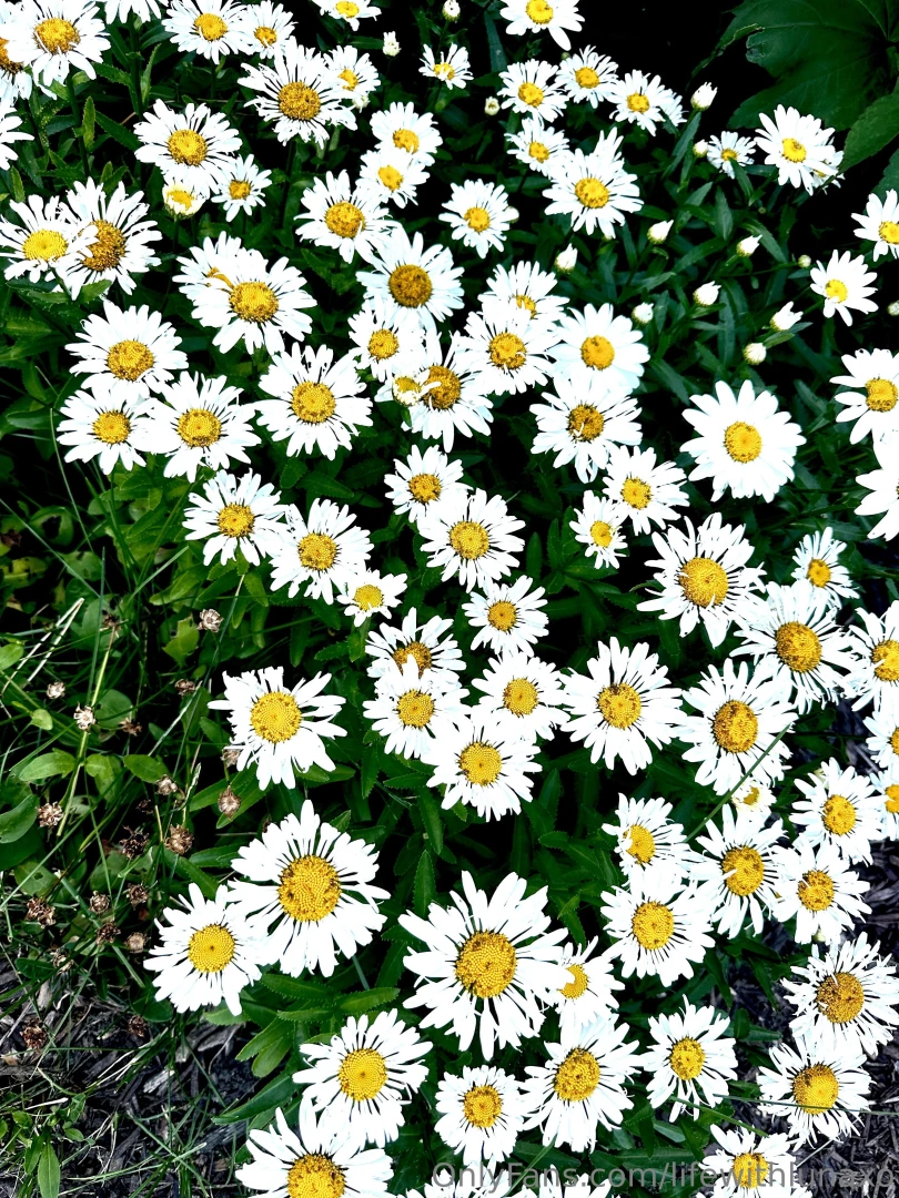 Like summer flowers fairies bring beauty and enchantment to our world part 1 