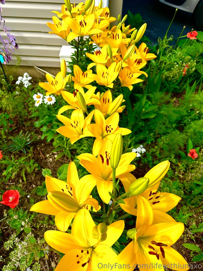 Like summer flowers fairies bring beauty and enchantment to our world part 3 