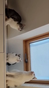 I forgot about cats