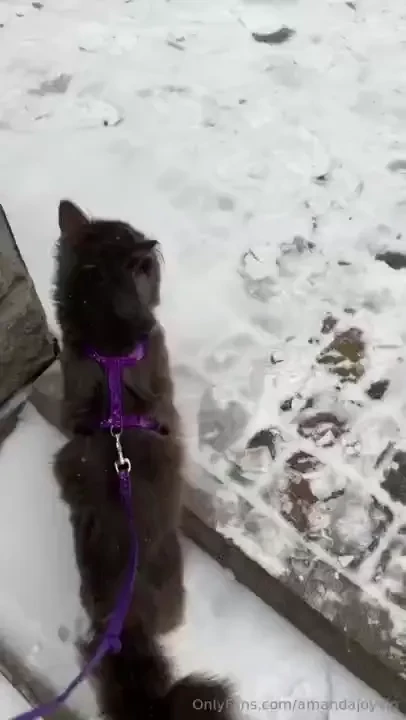 Follow the gray cat 
