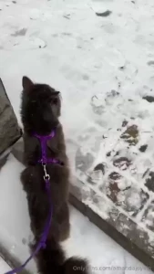 Follow the gray cat