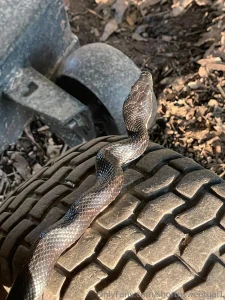 Beautiful snake he was sunbathing on the mower but luckily he didn t part 1