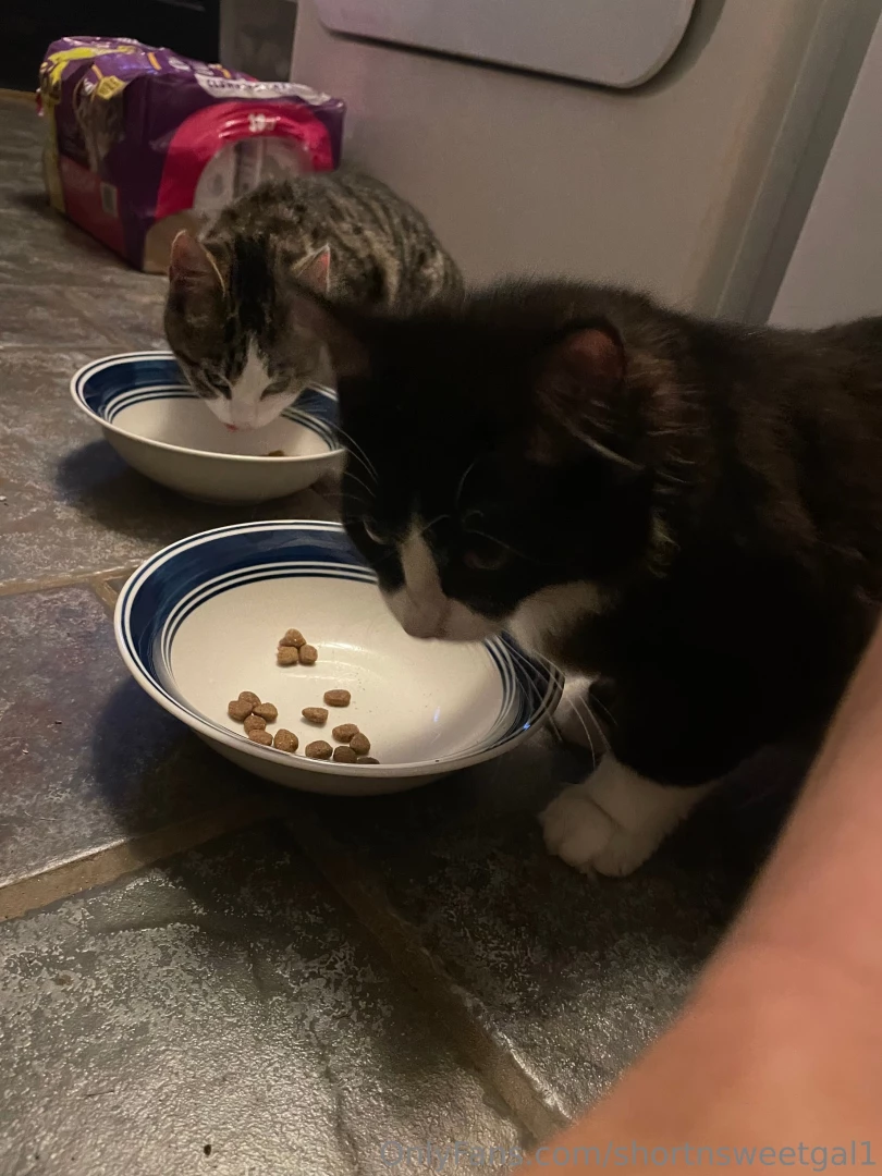 Ok these tiny kittens were outside screaming at my door today they are 