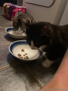 Ok these tiny kittens were outside screaming at my door today they are