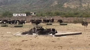 Animal adventures at rooster cogburn s ostrich ranch what a place this part 1