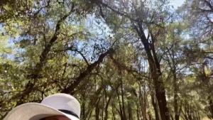 I love being surrounded by trees